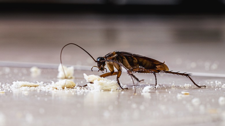 Cockroach feeding on crumbs