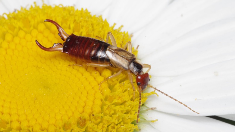 Earwig on flower