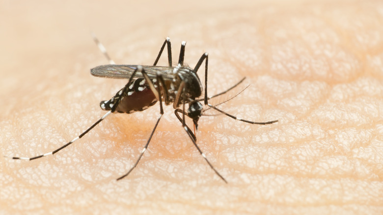 Mosquito on skin
