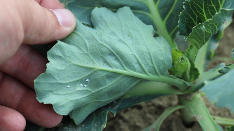 Aphids on underside of leaf