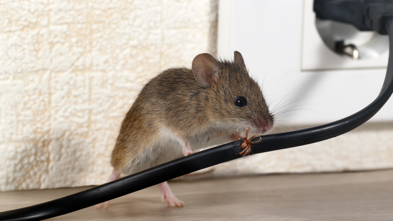 mouse gnawng on wire
