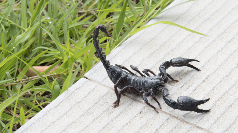 Scorpion in garden
