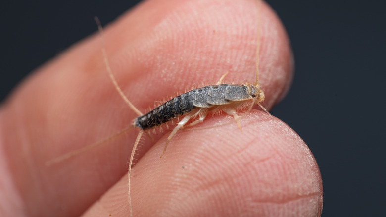 silverfish on fingers