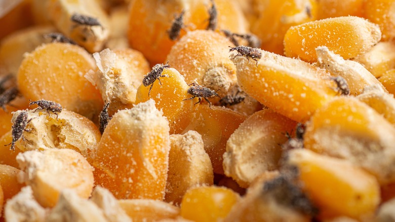 Weevils in corn