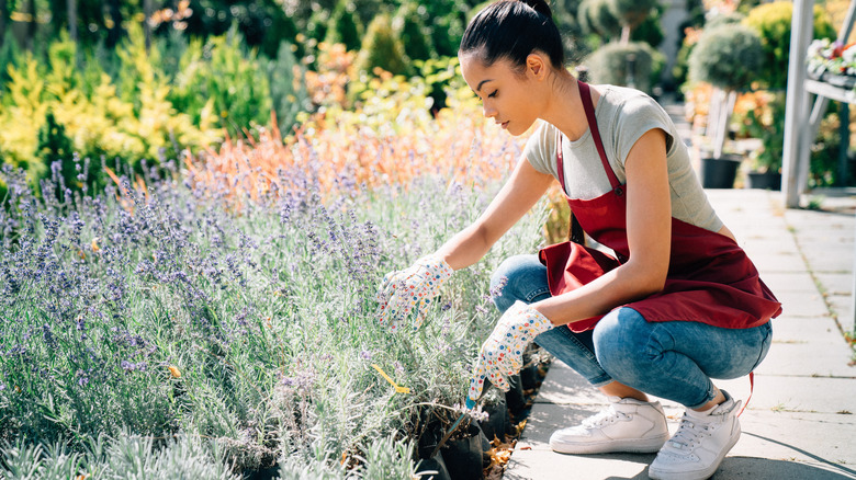 woman planting lavender