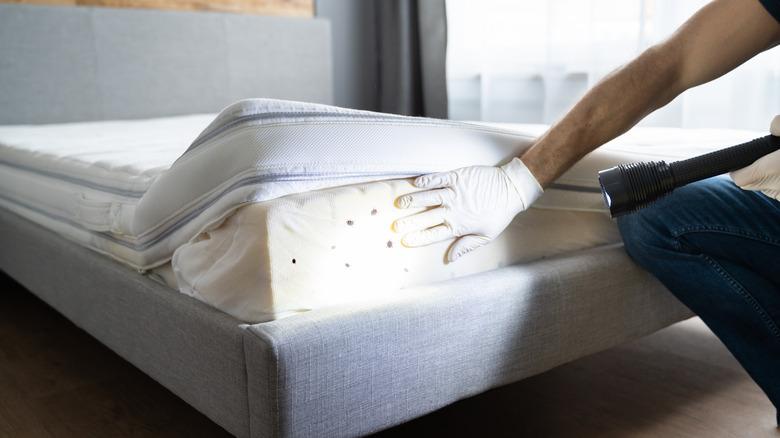 Bed bugs on mattress