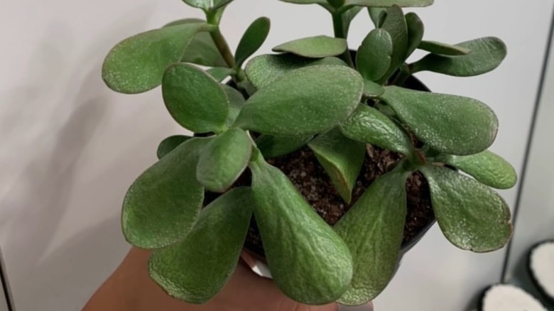 Underwatered leaves of a jade plant in a pot