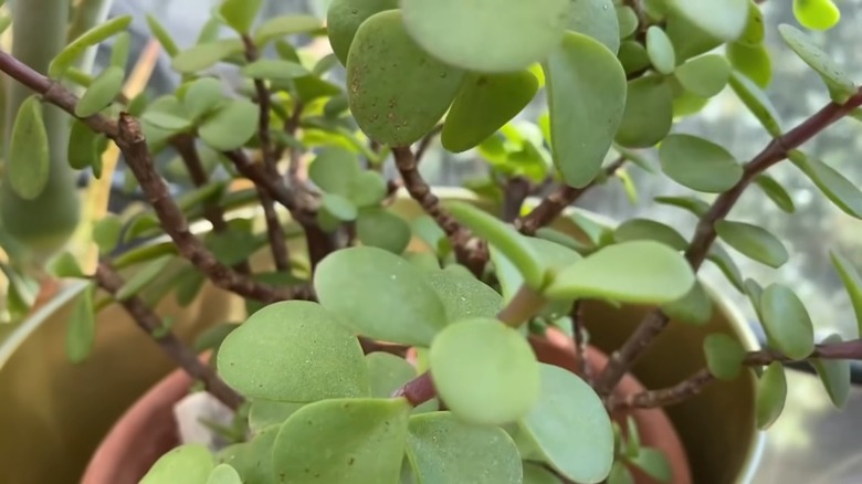 Small, brown bumps on leaves of a jade plant