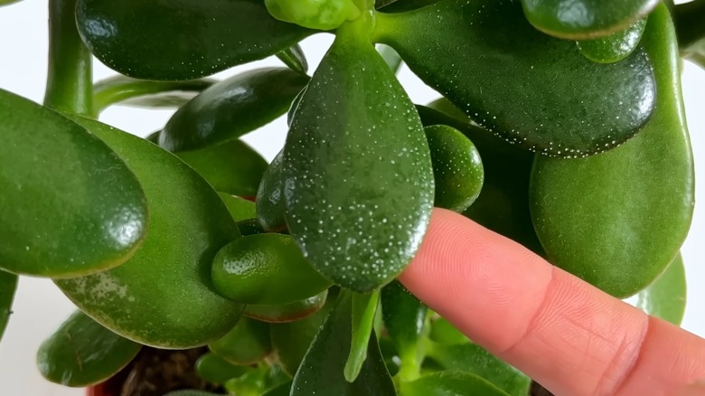 White spots on the leaves of jade plant