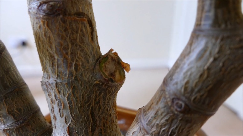 Rotting stem of an indoor jade plant