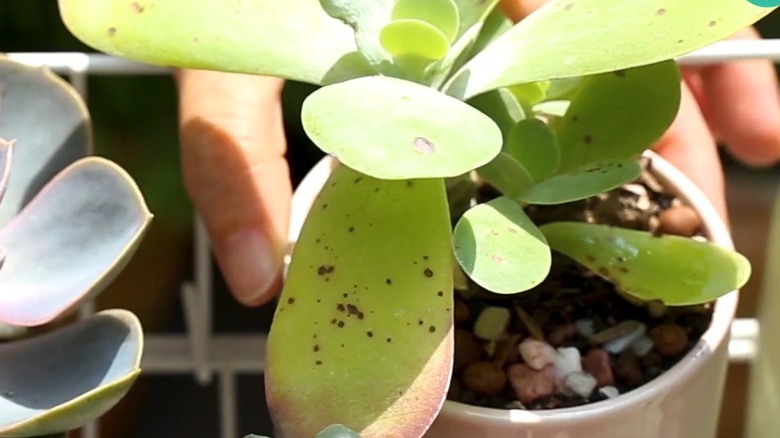 Signs of edema in a potted jade plant