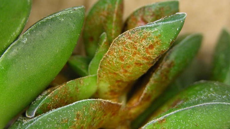 Powdery mildew on leaves of a jade plant