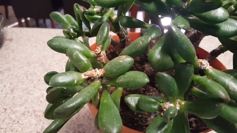 Spider mite damage on an indoor jade plant