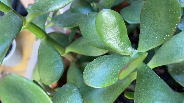 Mealy bugs on jade plant