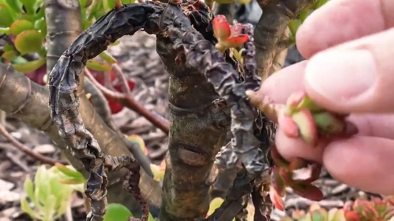 Rotted stem in a jade plant