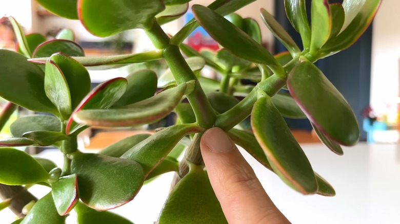 Jade plant with its stems stretched toward light
