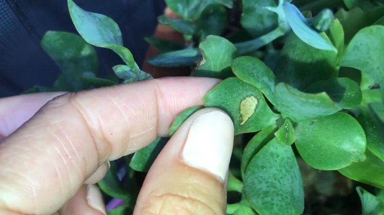 Signs of sun burn on a jade plant leaf