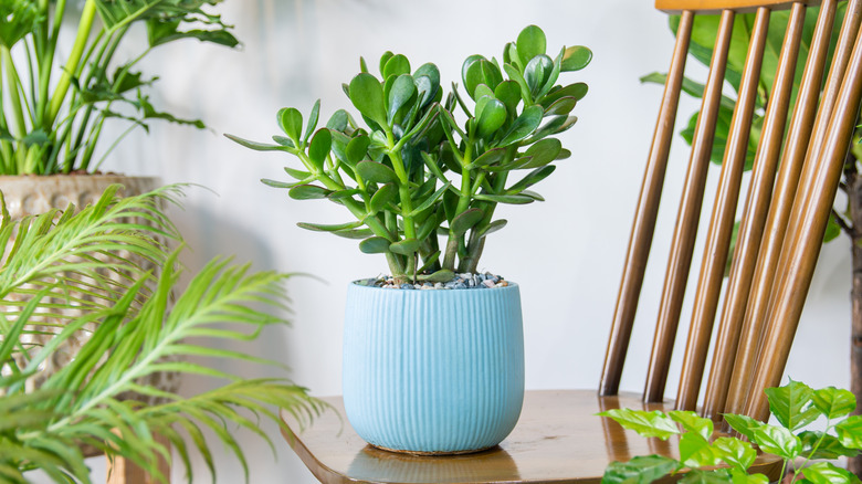 Indoor jade plant in a ceramic planter on a wooden chair