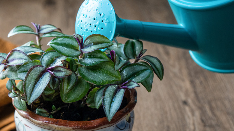 Watering a potted inch plant houseplant