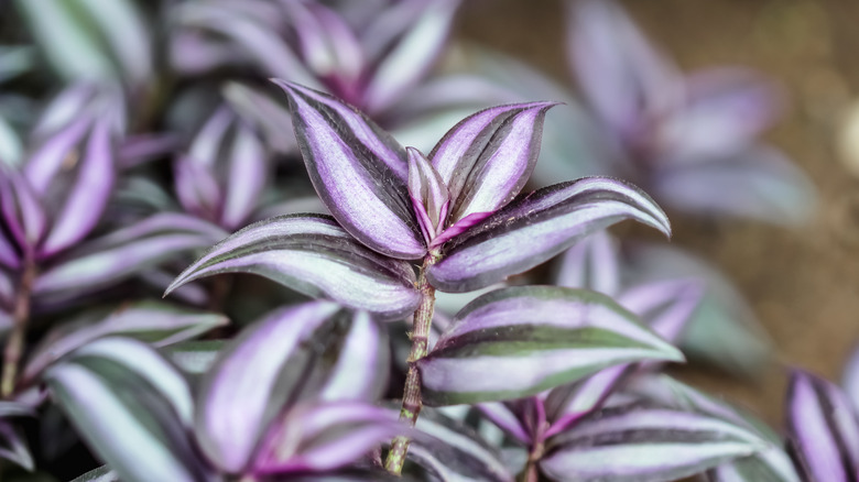 Purple, green, and silver inch plant foliage