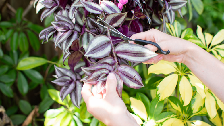 Taking a cutting of an inch plant stem