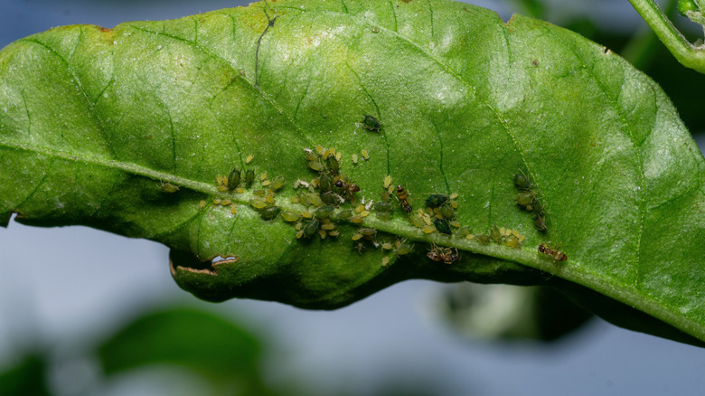 Common Types Of Pests Attracted To Lemon Trees How To Protect Them Common Types Of Pests Attracted To Lemon Trees How To Protect Them