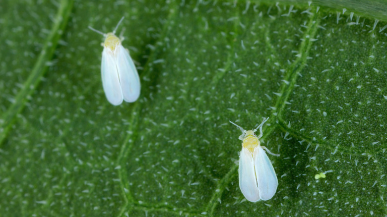 Greenhouse Whitefly sitting on a leaf