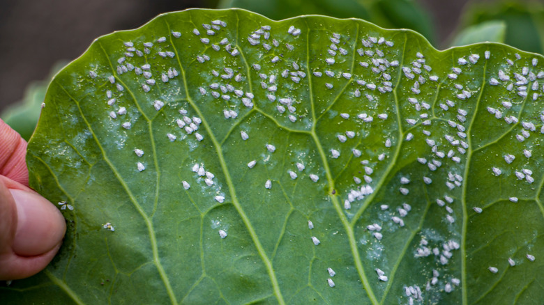 Whiteflies sitting under the leaf of a plant