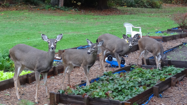 Deer eating strawberry plants in home garden