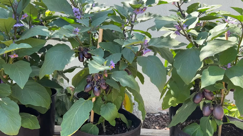 Patio baby eggplants growing in containers