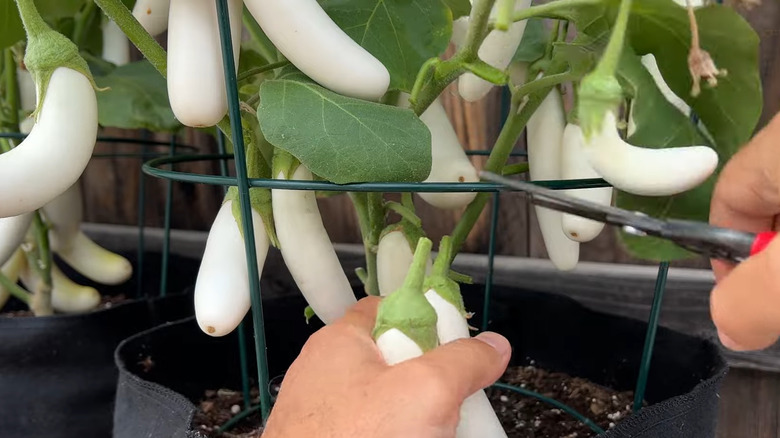A person cuts a white knight eggplant from a bush grown in a container