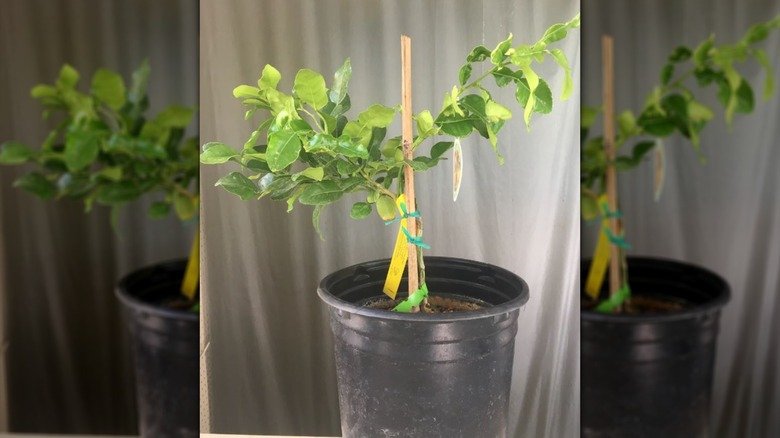 Thai semi-dwarf lime growing in container