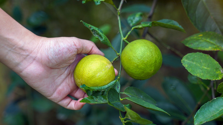 closeup of person picking lime from tree