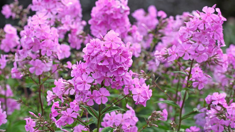 Pink summer phlox in bloom