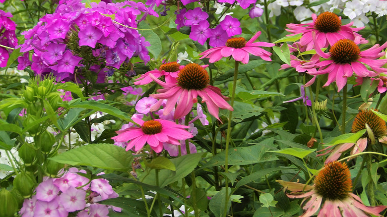 coneflower and garden phlox