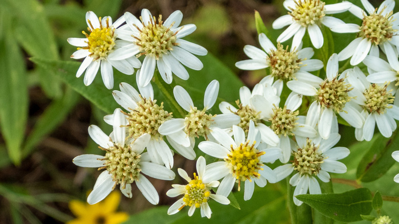 Closeup of flat-topped white aster
