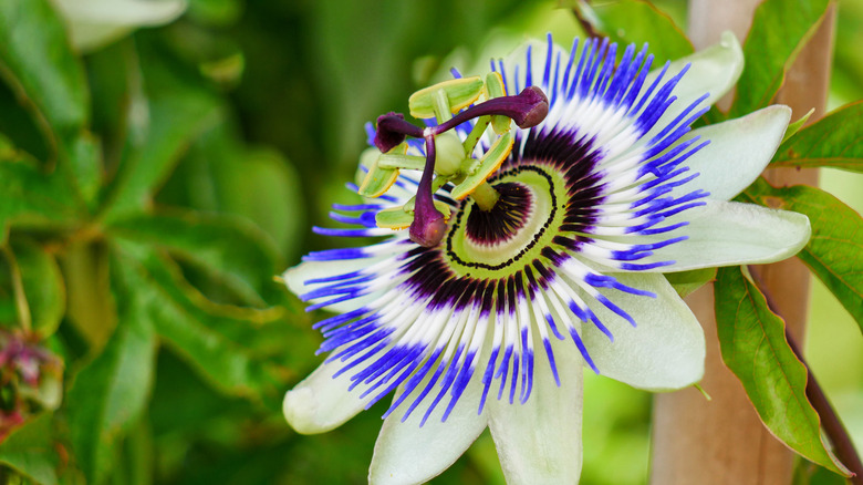 close up photo of a passionflower
