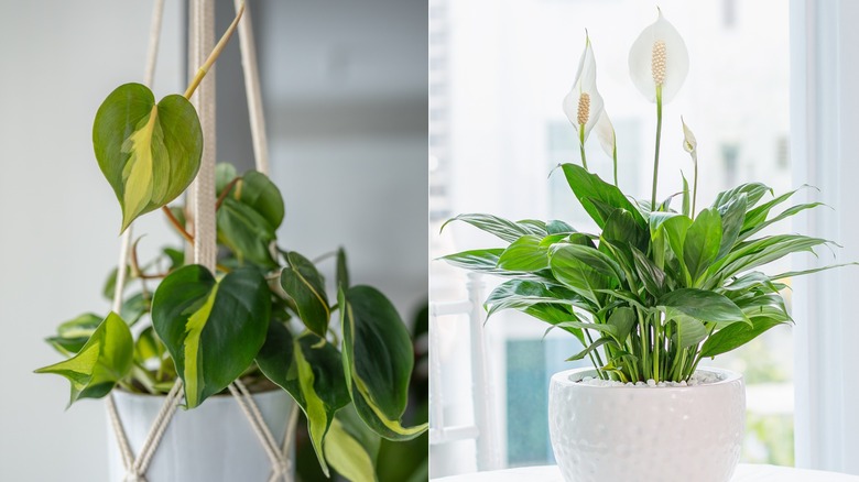 Philodendron growing in a hanging pot (left); peace lily in white pot by a window (right)