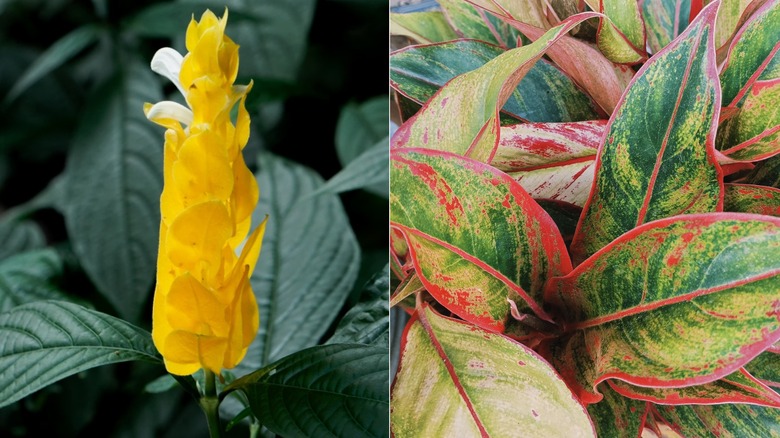 Yellow golden shripm plant bloom (Left); Green and red leaved Chinese evergreen (Right)