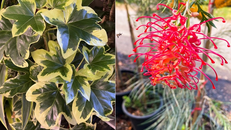 Bush ivy with dark and light green leaves (Left); bright Grevillea blooming in a container (Right)