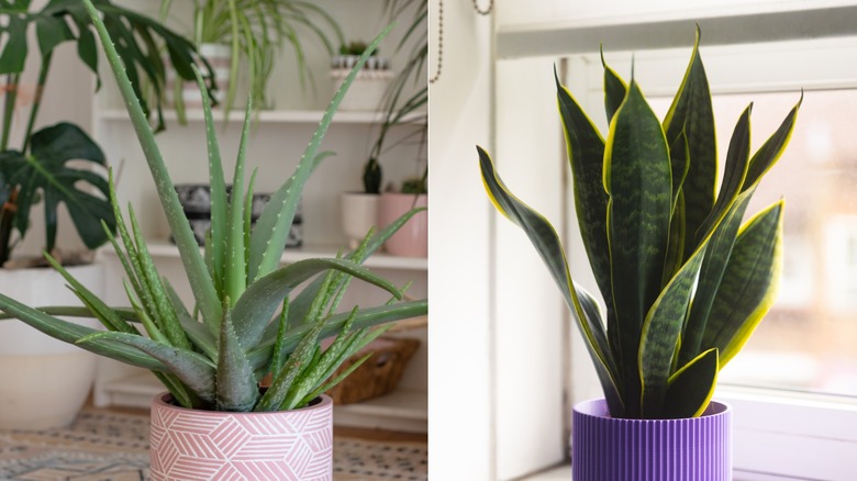 Aloe growing in a pink pot in a living room (Left); Snake plant growing in a purple pot by a window (Right)