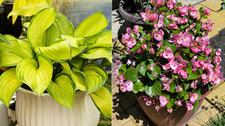 Hostas in a white pot (left); pink begonias in a terra cotta pot (Right)