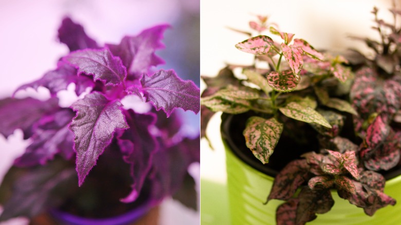 Close up of purple passion plant leaves (left); Close up of polka dot plant leaves (right)