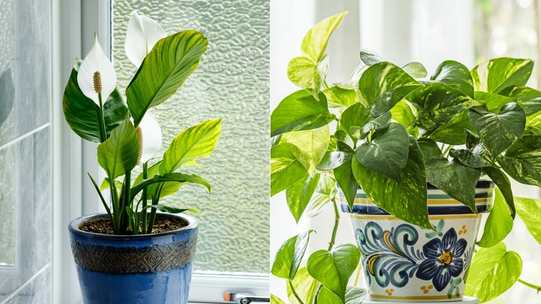 Peace lily in a blue pot (left); Pothos in a flowery painted pot (Right)
