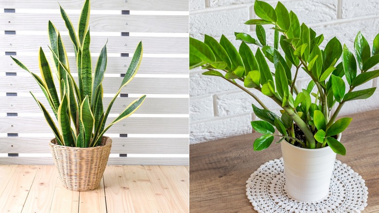 Snake plant in woven basket pot (Left); ZZ Plant in a white pot on a table (Right)