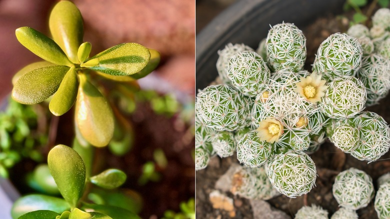 Close up of jade succulent growing in pot (Left); Close up of thimble cactus growing in a pot (Right)