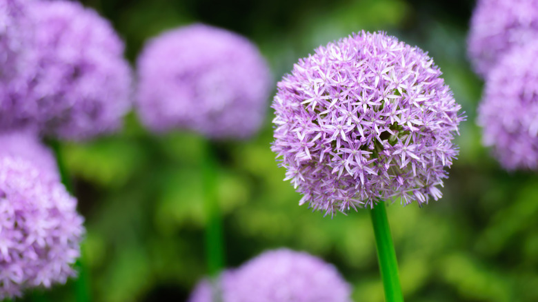 Purple allium in garden