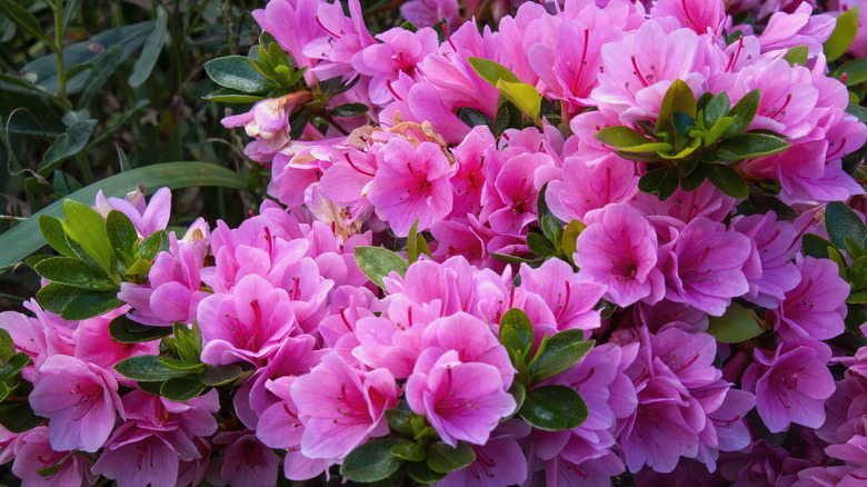 Pink azaleas