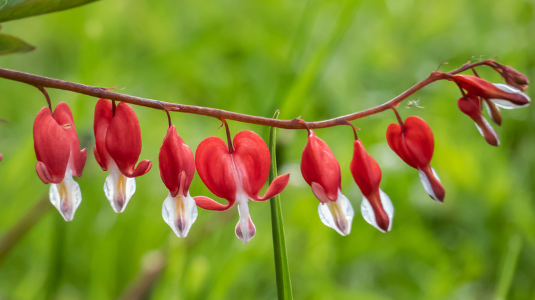 Branch of bleeding hearts
