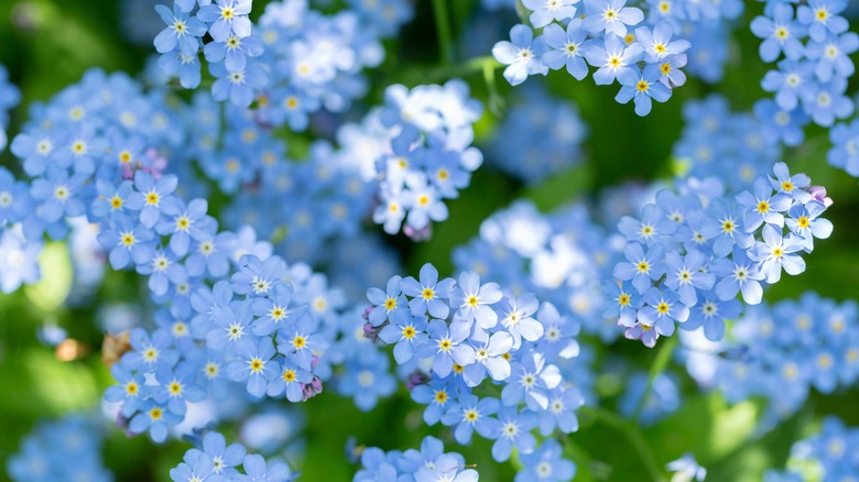 Blue forget-me-nots